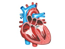 Yuk Kenali Anatomi Jantung dan Fungsinya